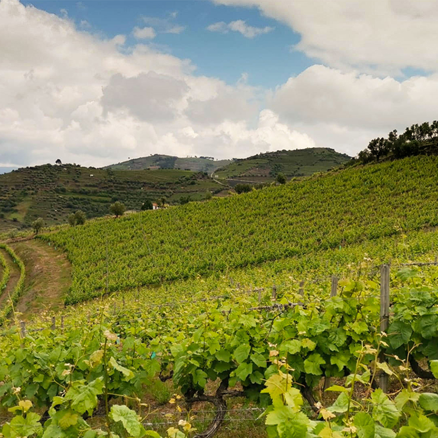 Paisagem da Região do Douro - Norte do país