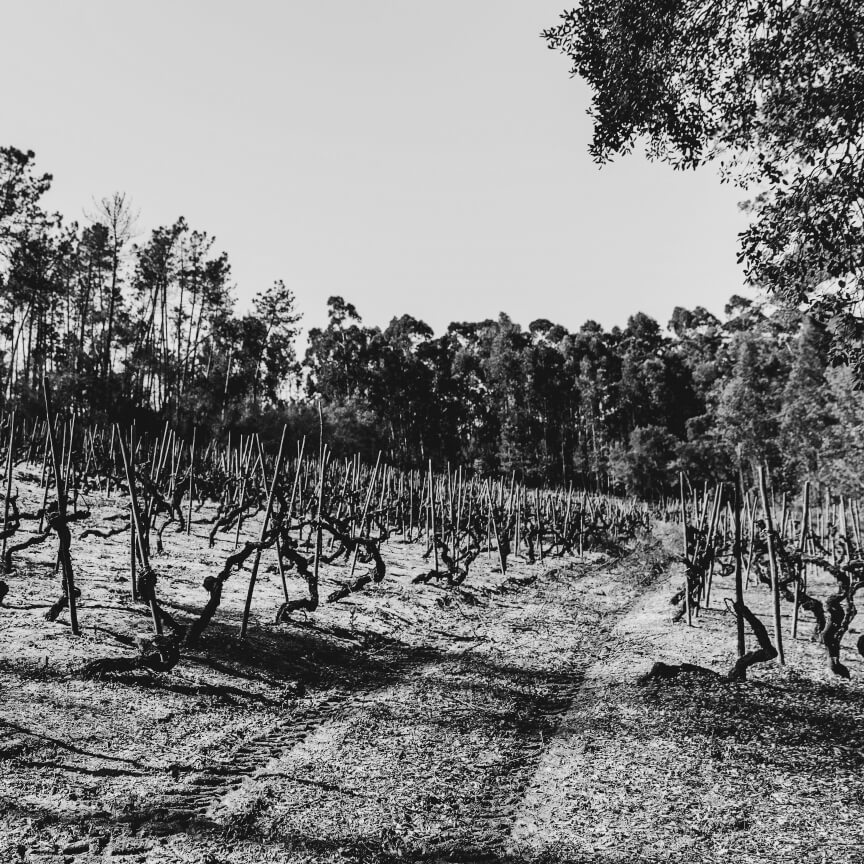 Vinho Tinto DOC Reserva 2015 Bairrada